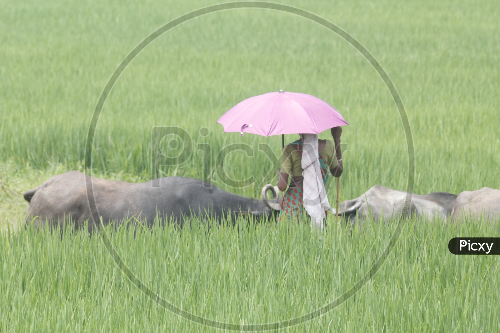 A woman with pink umbrella taking her cattle for grass in a farm.
