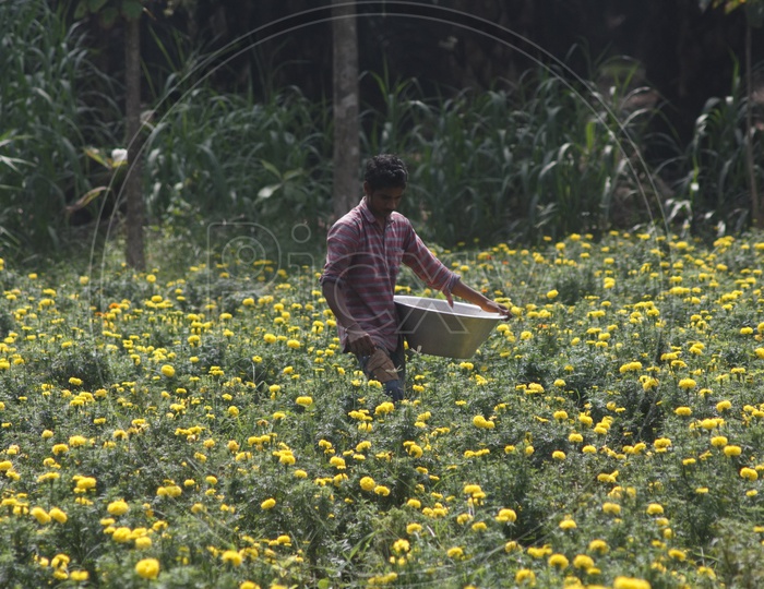 A  man picking marigold flowers from a flower farm.