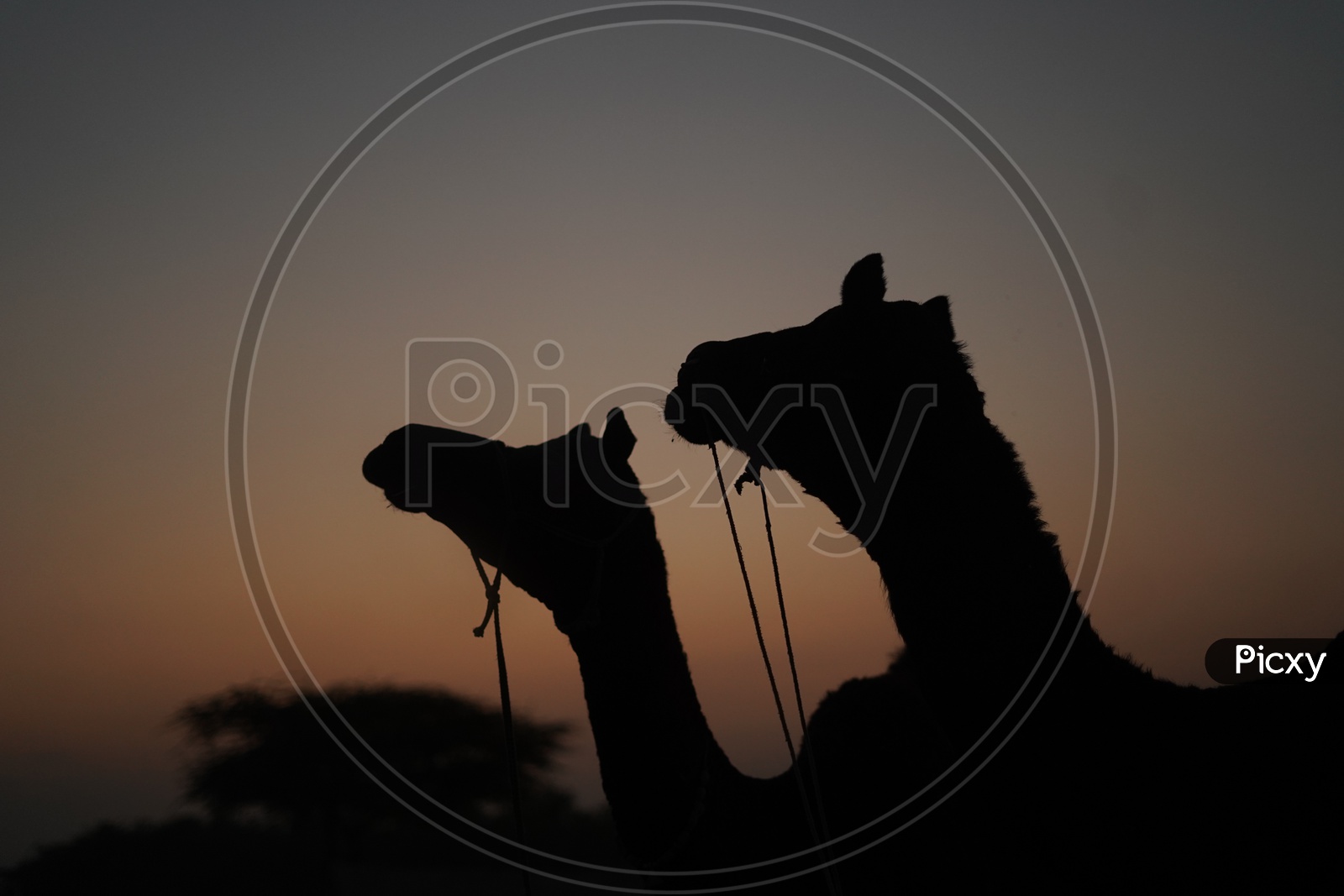 Silhouette of Camels in Pushkar Camel Fair