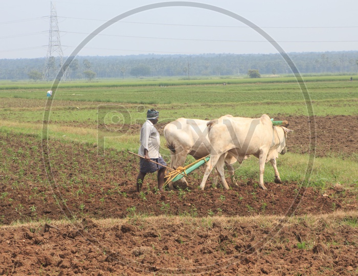 A Man ploughing his farm filed with the help of OX.