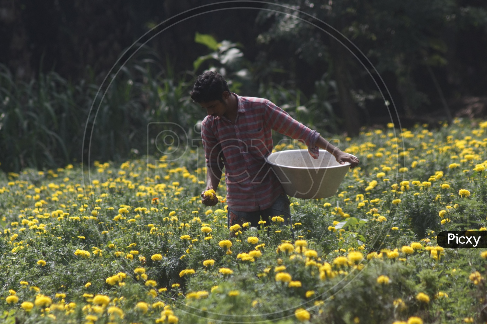 A man picking marigold sunflowers from a flower farm.