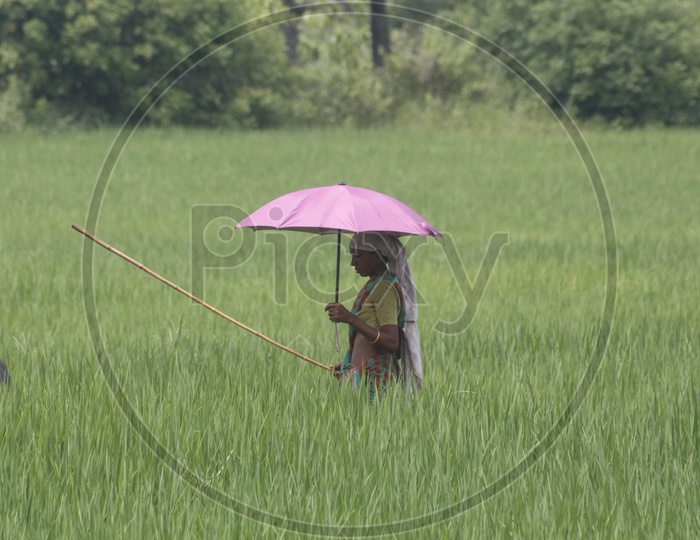 A woman in pink umbrella taking her cattle for grass feed.