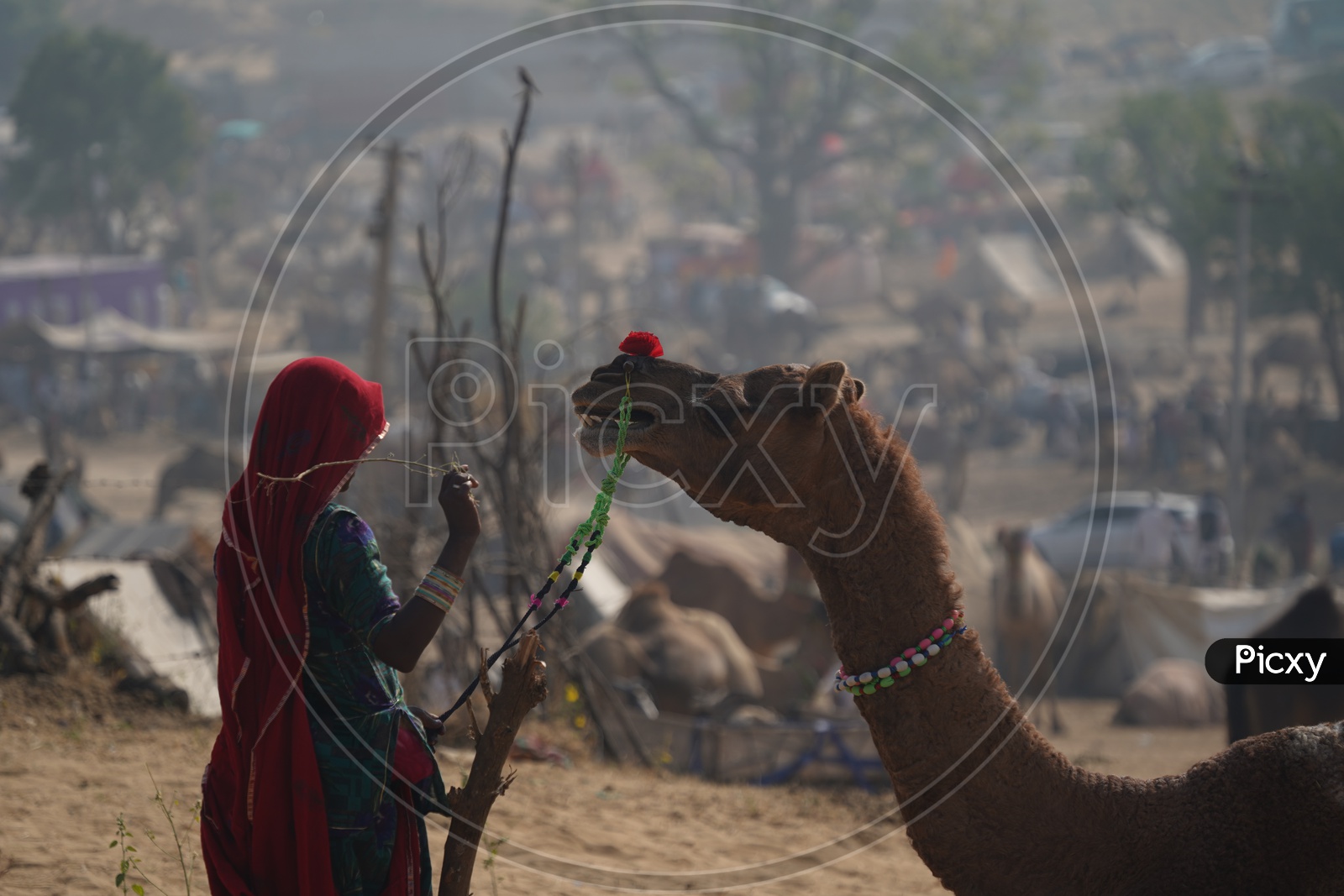 Rajasthan Local Woman in Pushkar Camel Fair