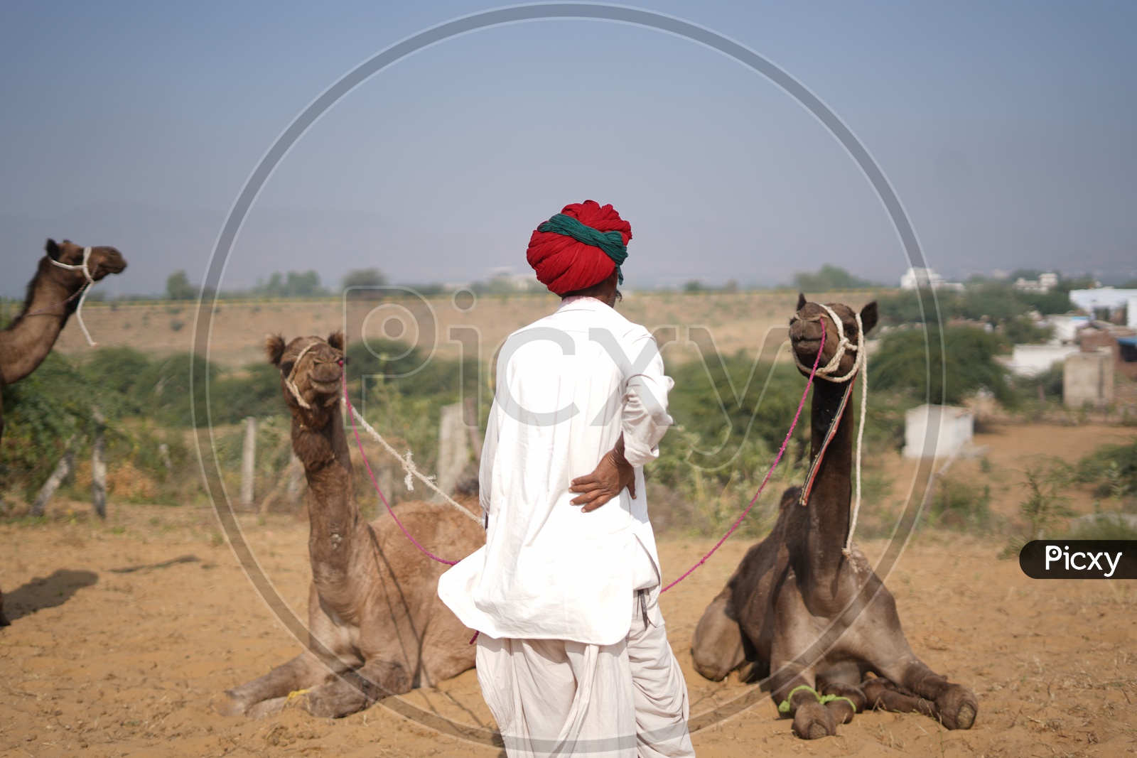 Cameles / Camelestrian with his Camels in Pushkar Camel Fair