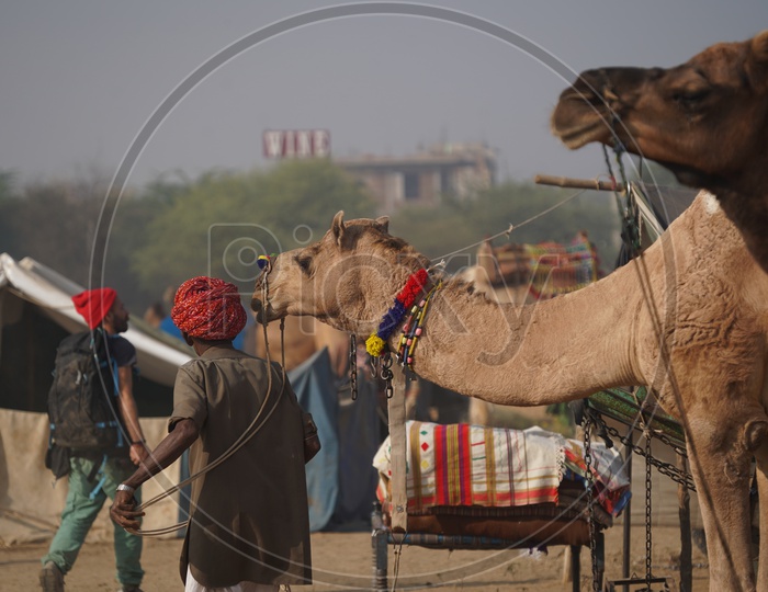 Cameles / Camalestrian with his Camel in Pushkar Camel Fair