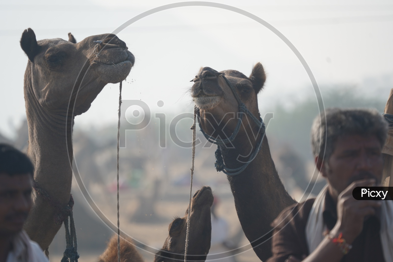 Camels in Pushkar Camel Fair