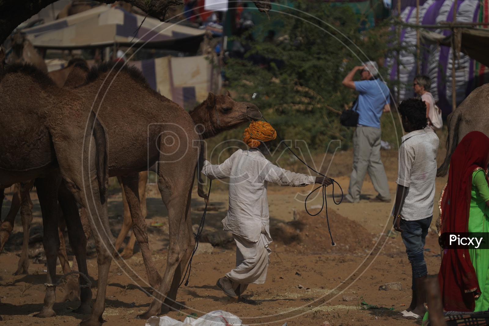 An Old Man With  His Camel  in Pushkar Camel fair