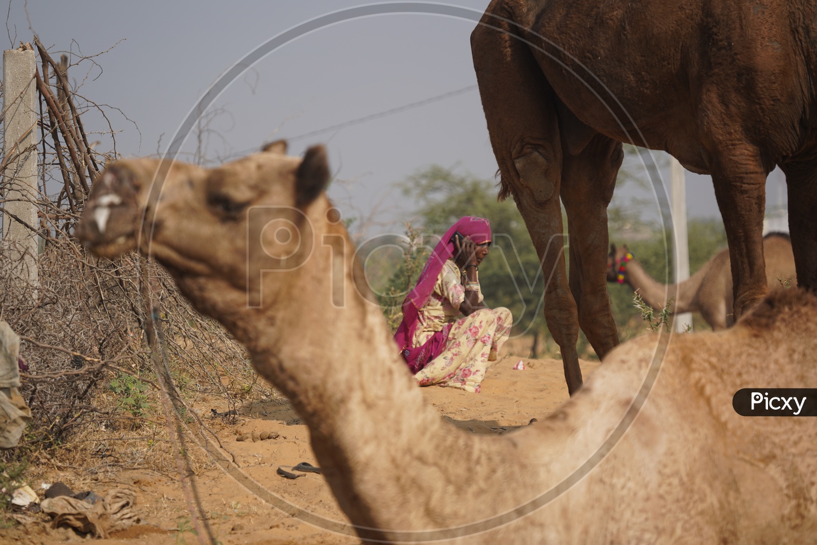 A Woman Speaking in Phone Spotted in Pushkar Camel Fair