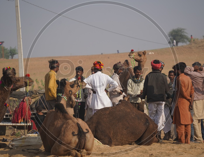 Cameles / Camalestrians  With their Camels in Pushkar Camel Fair