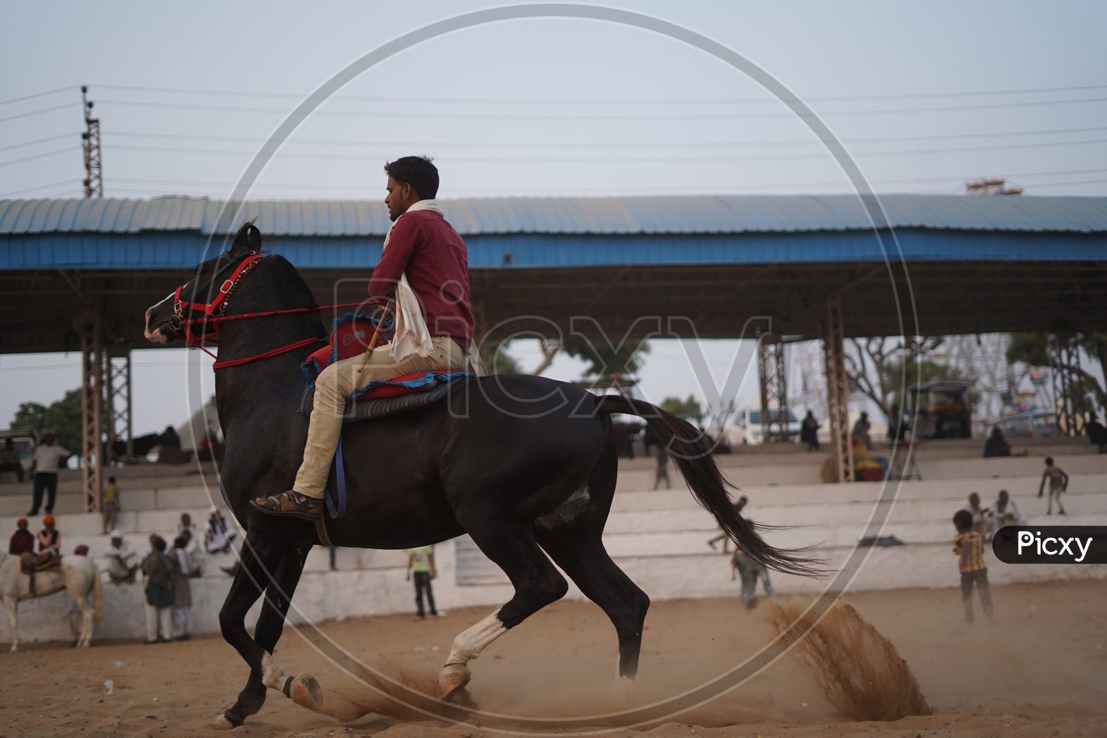 Man Controlling Horse at Pushkar Camel Fair, 2018