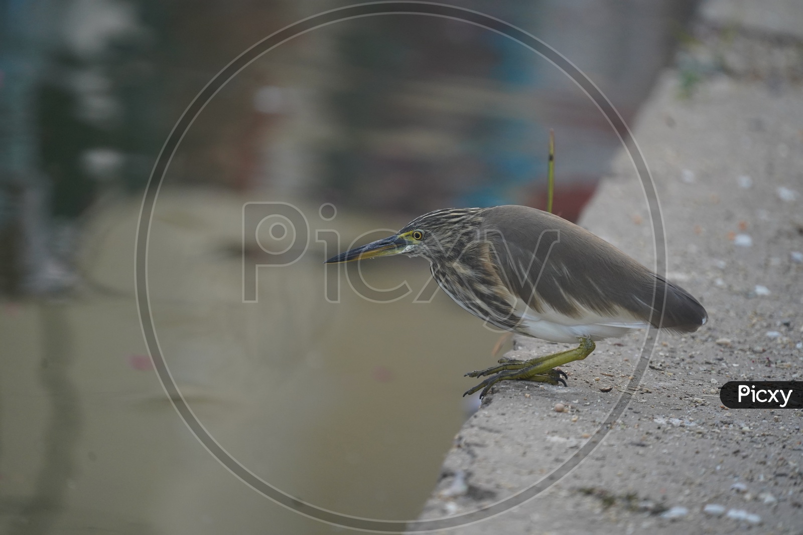 A Willow Warbler Sitting on a River bank in Pushkar