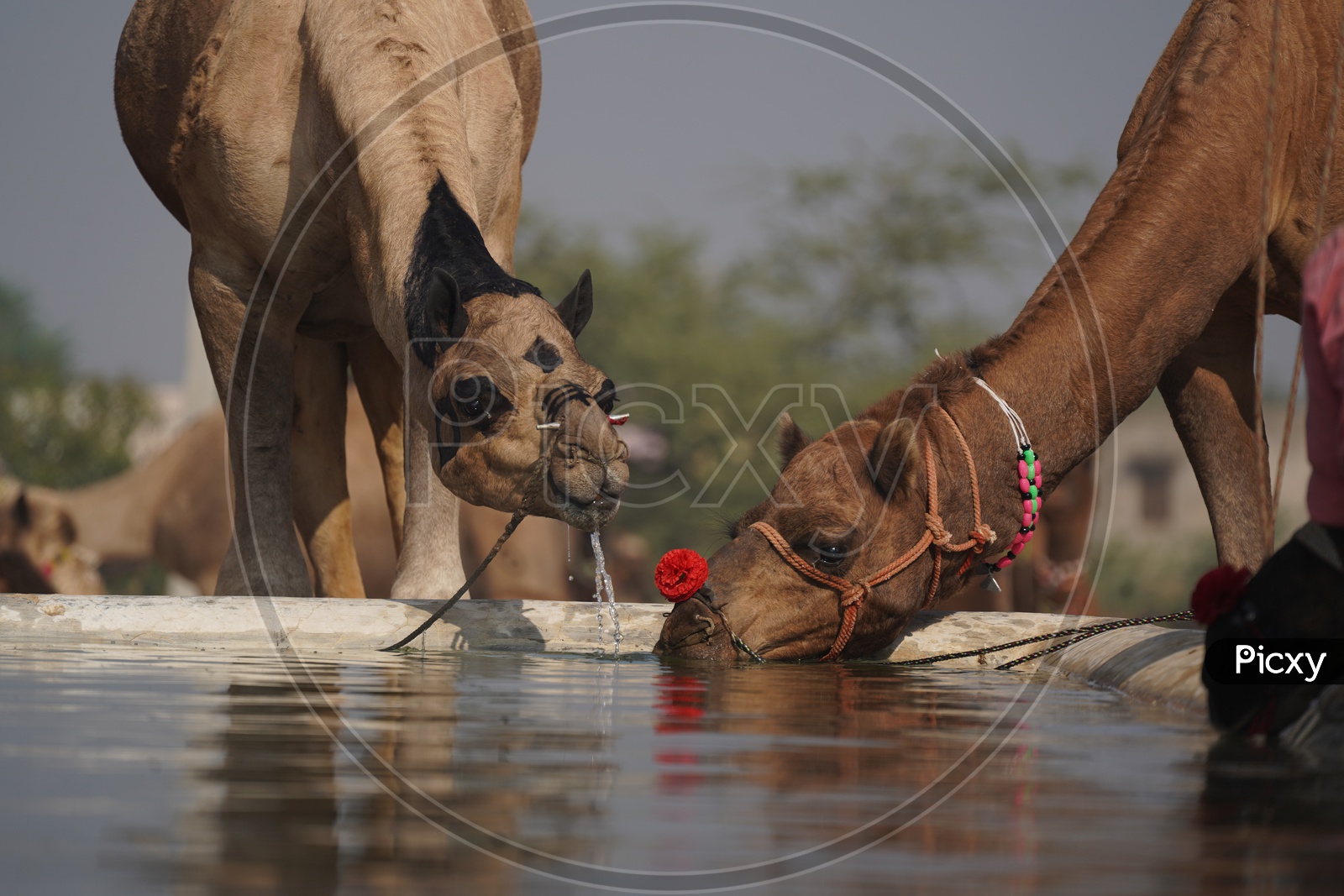 Camels Drinking  Water in Pushkar Camel Fair