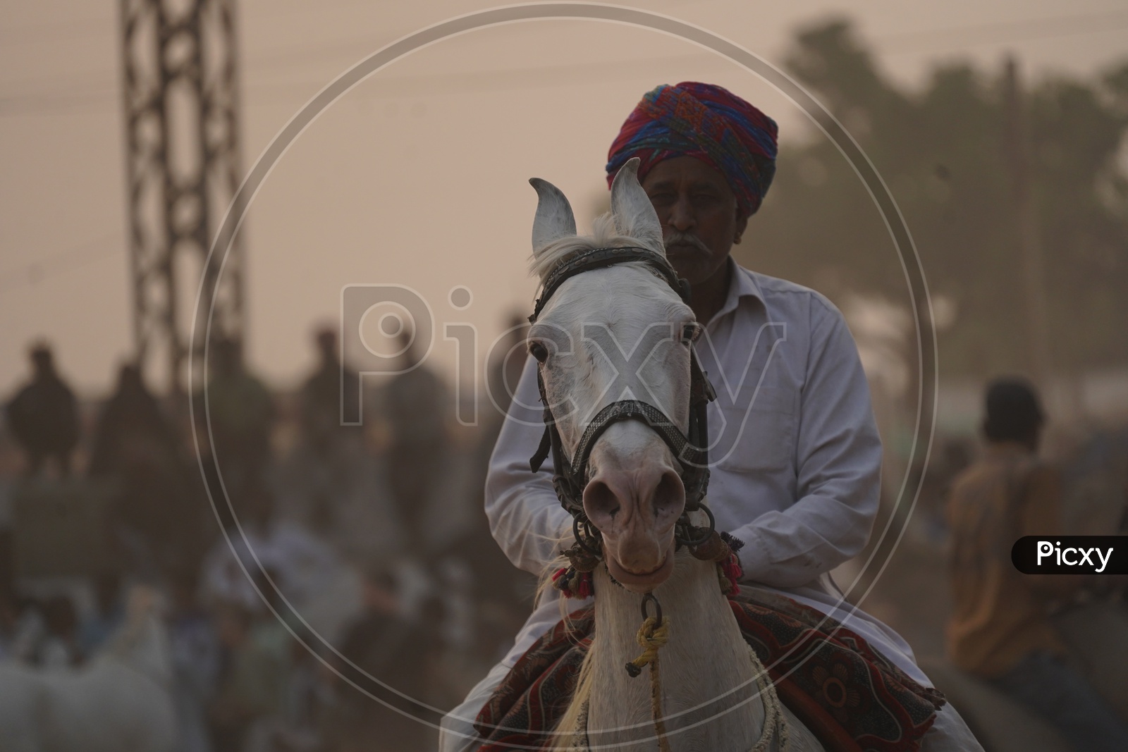 Indian Village Horse Riders in Pushkar Camel Fair Ground