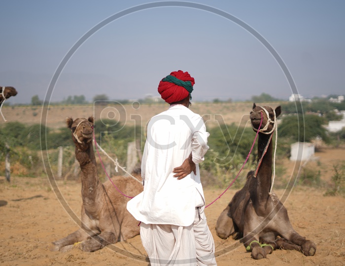 Cameles / Camelestrian with his Camels in Pushkar Camel Fair
