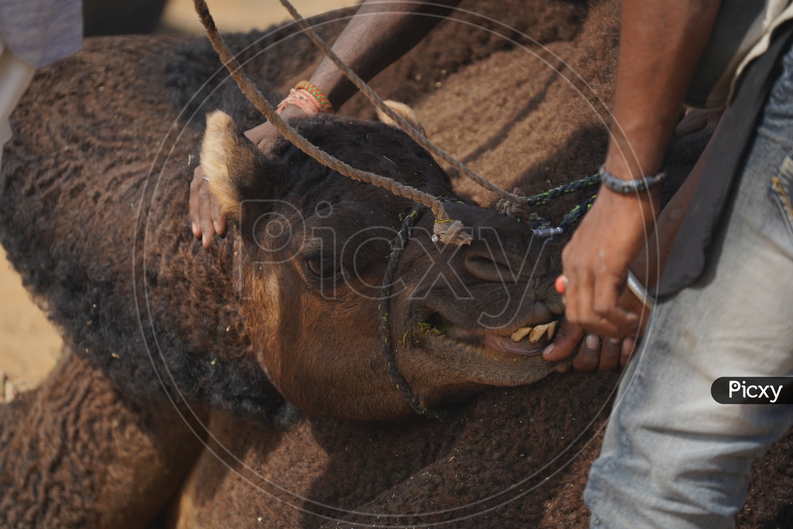 Camel Calf Closeup Shot With his Guardian Taking Care Of That Calf in Pushkar Fair