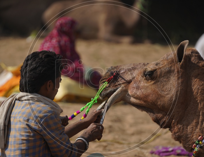 Cameles or Camelestrian Piercing The Camel Nose in Pushkar Camel Fair