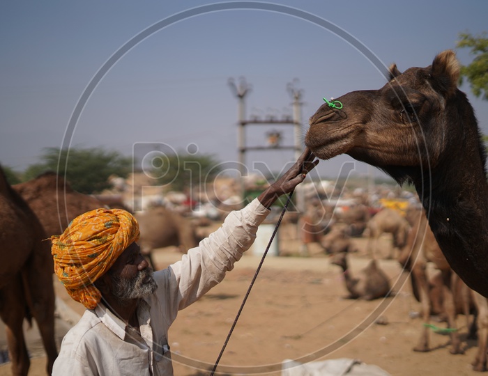 Camel rider standing near a camel and touching the camel with left hand at Pushkar Camel Fair