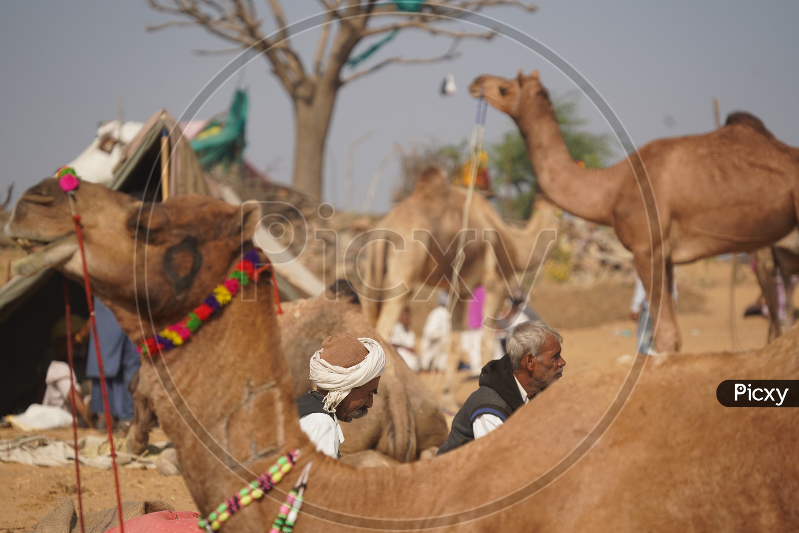 Cameles / camelestrian with their Camels in Pushkar Camel Fair