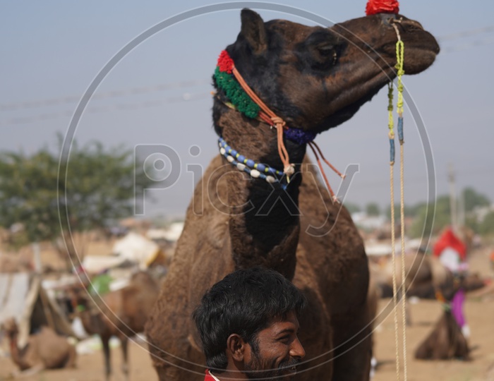 Cameles / Camelestrian With His Camel in Pushkar Camel Fair