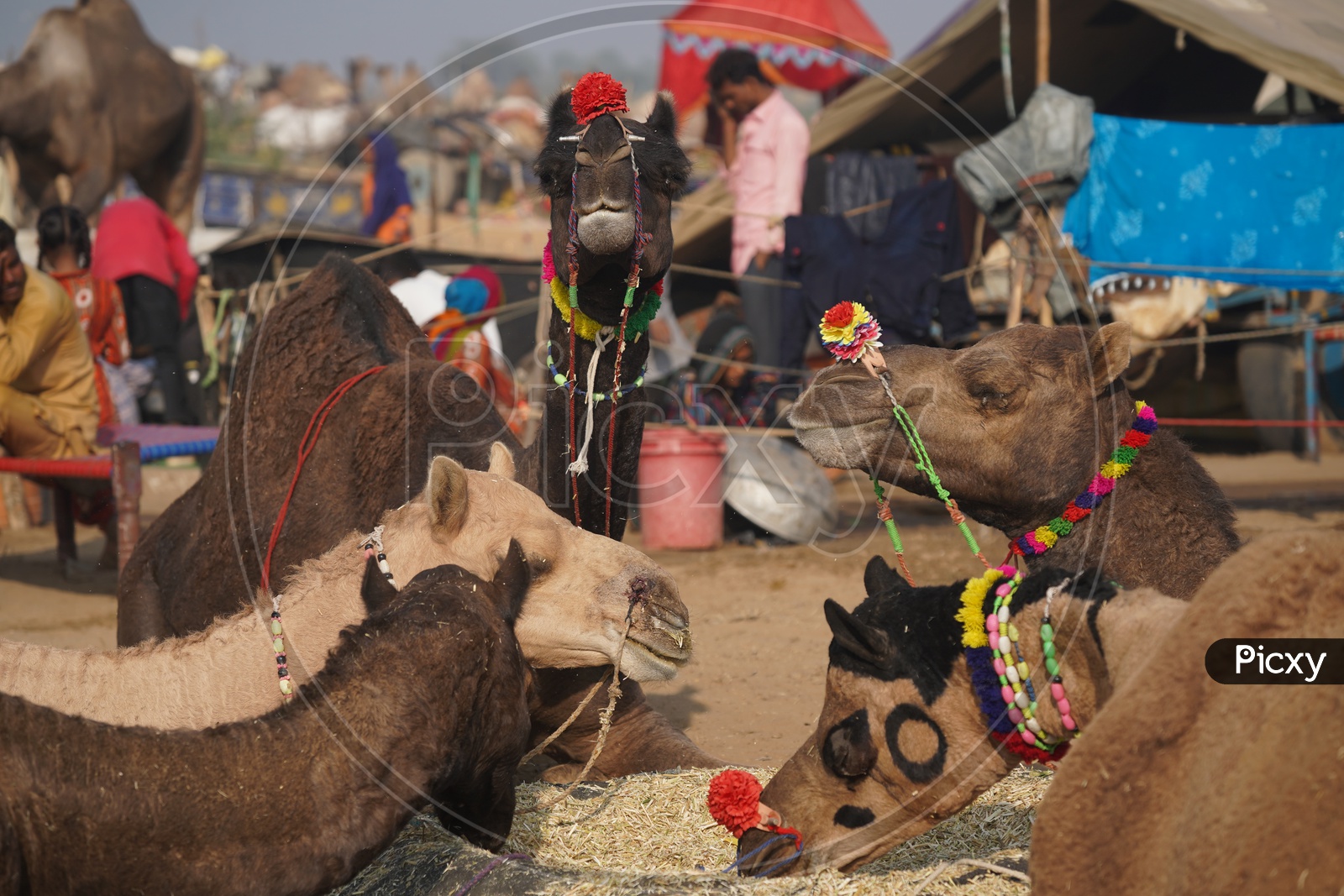 Camels in  Pushkar Camel Fair