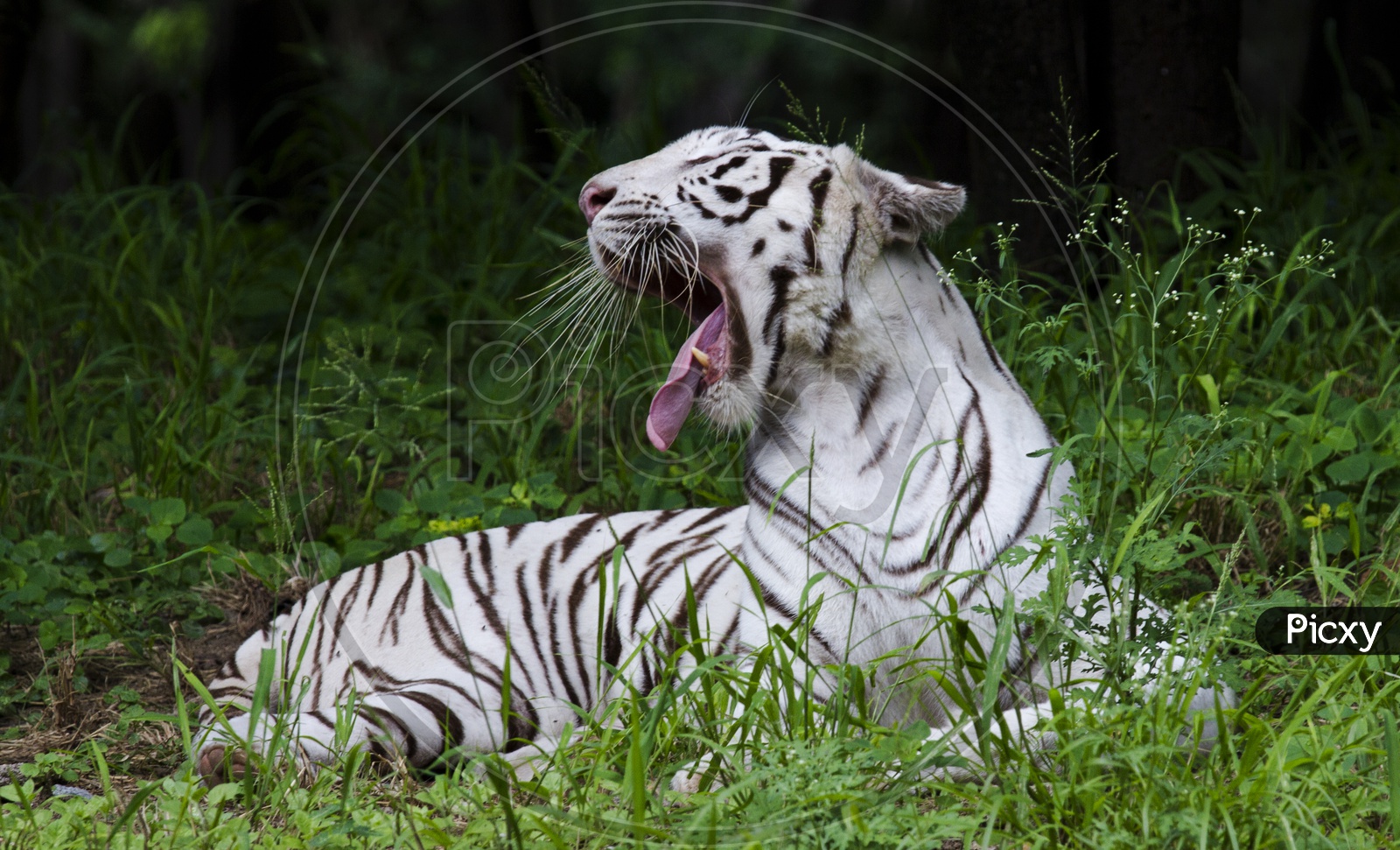 Yawn White Tiger