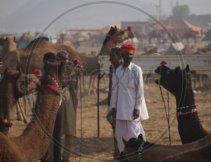 Cameles / Camalestrian with his Camel in Pushkar Camel Fair