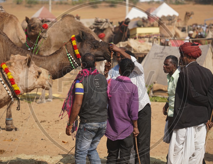 Cameles or Camelestrian Piercing The Camel Nose in Pushkar Camel Fair