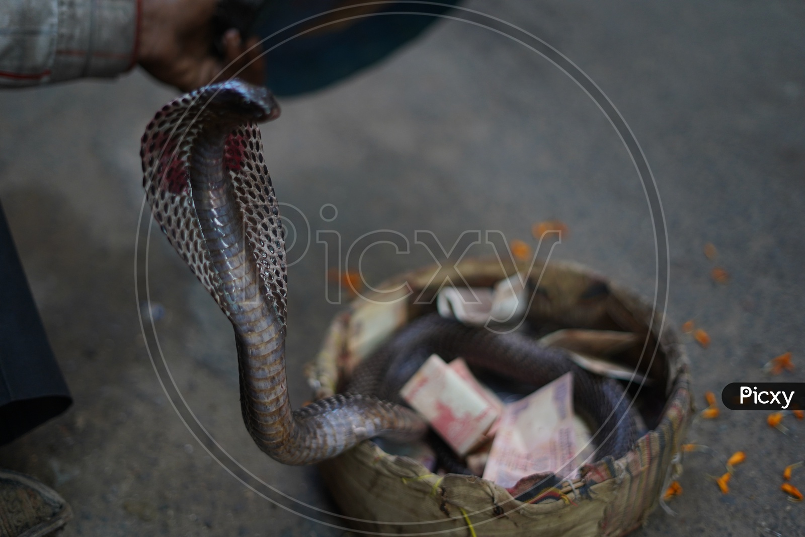 Snake Charmers Making a Play With Cobra Snake in Roads of Pushkar