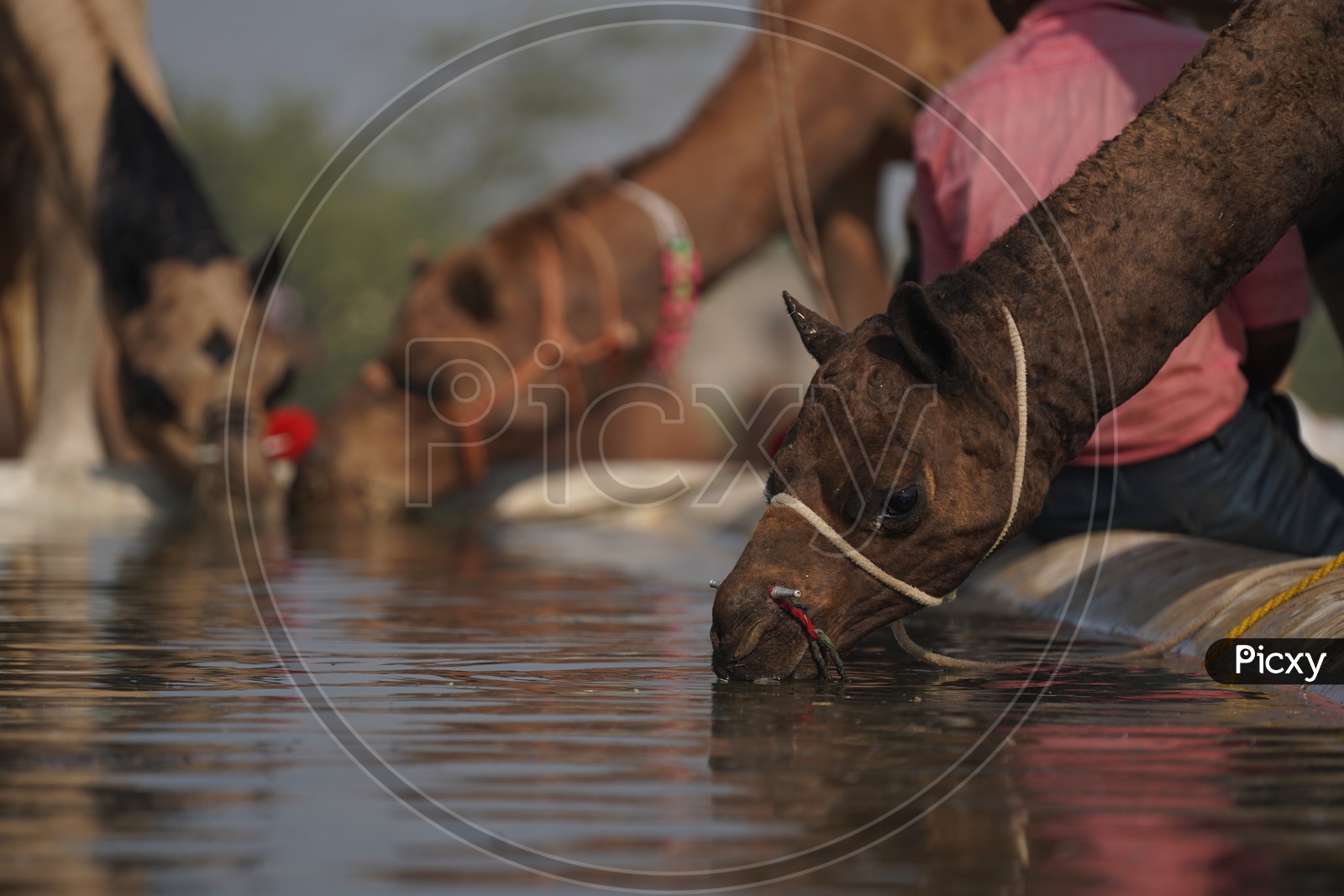 Camels Drinking Water in a Water Tub in Pushkar Camel Fair
