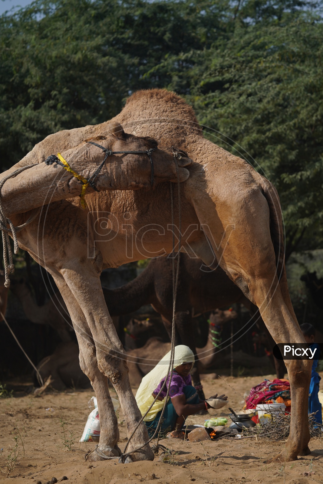 A Woman Preparing Her Daily Bread Spotted  in Pushkar Camel Fair