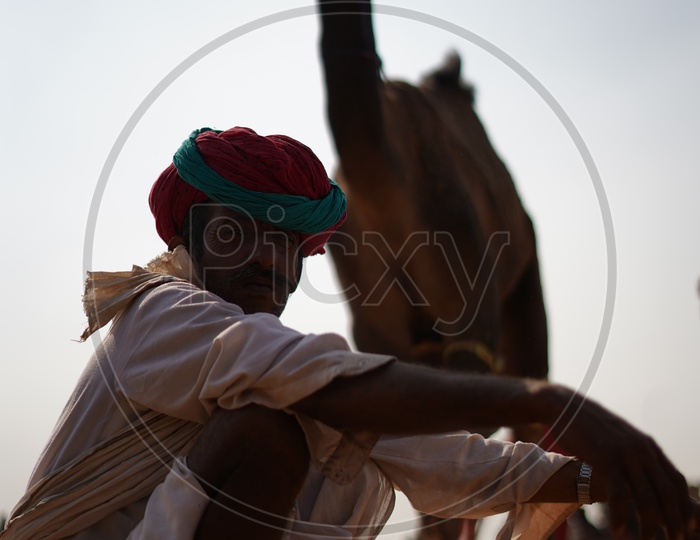 Rajasthani Man with Camels at Pushkar Camel Fair, 2018