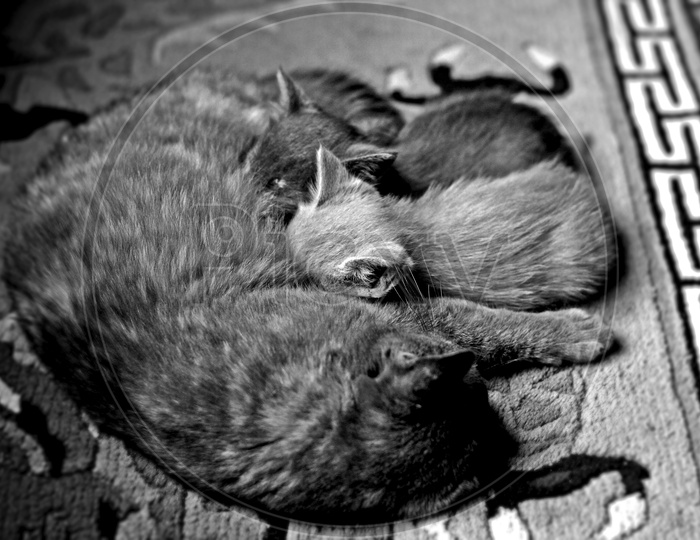 Feeding time Cat/Kittens