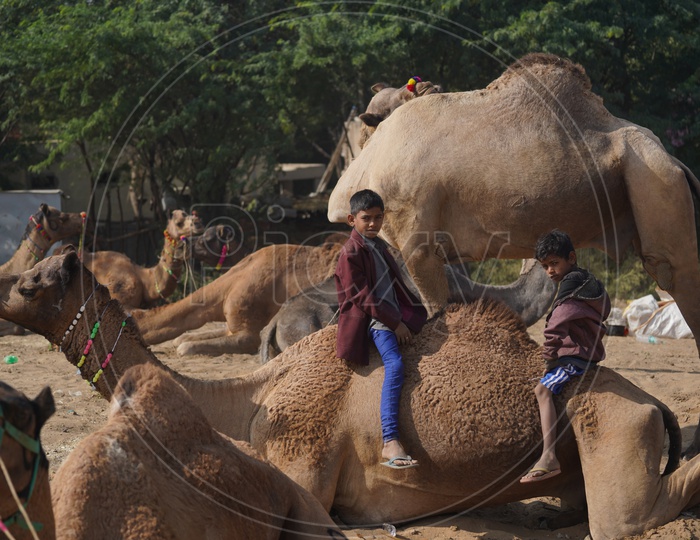 Childrens Sitting on Camels In Pushkar Camel Fair