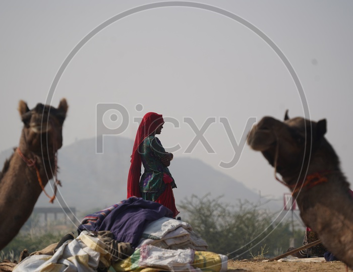 A Woman Spotted  with her Camels Pushkar Camel Fair