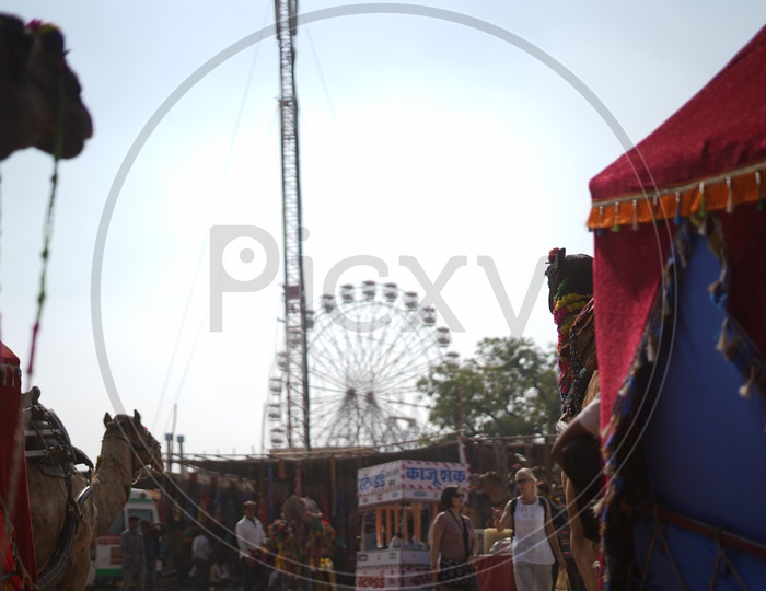 Camel Carts in Pushkar Camel Fair