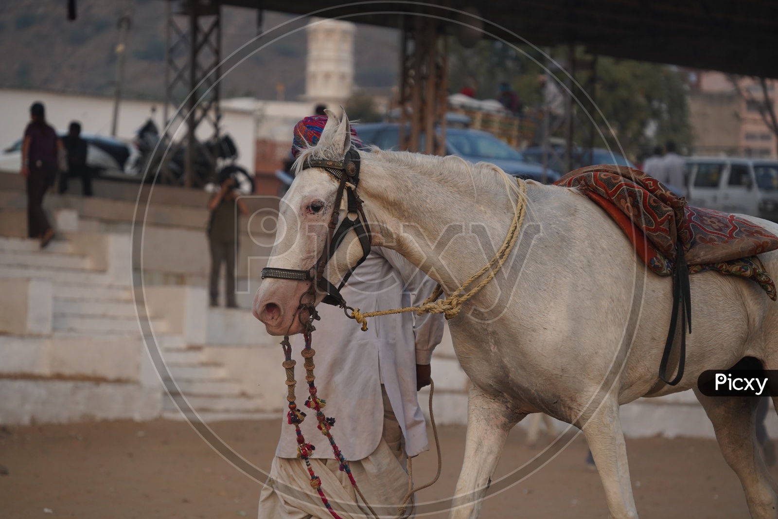 White Camel and a man behind the camel at  Pushkar Camel Fair Ground,Pushkar, Rajasthan, India