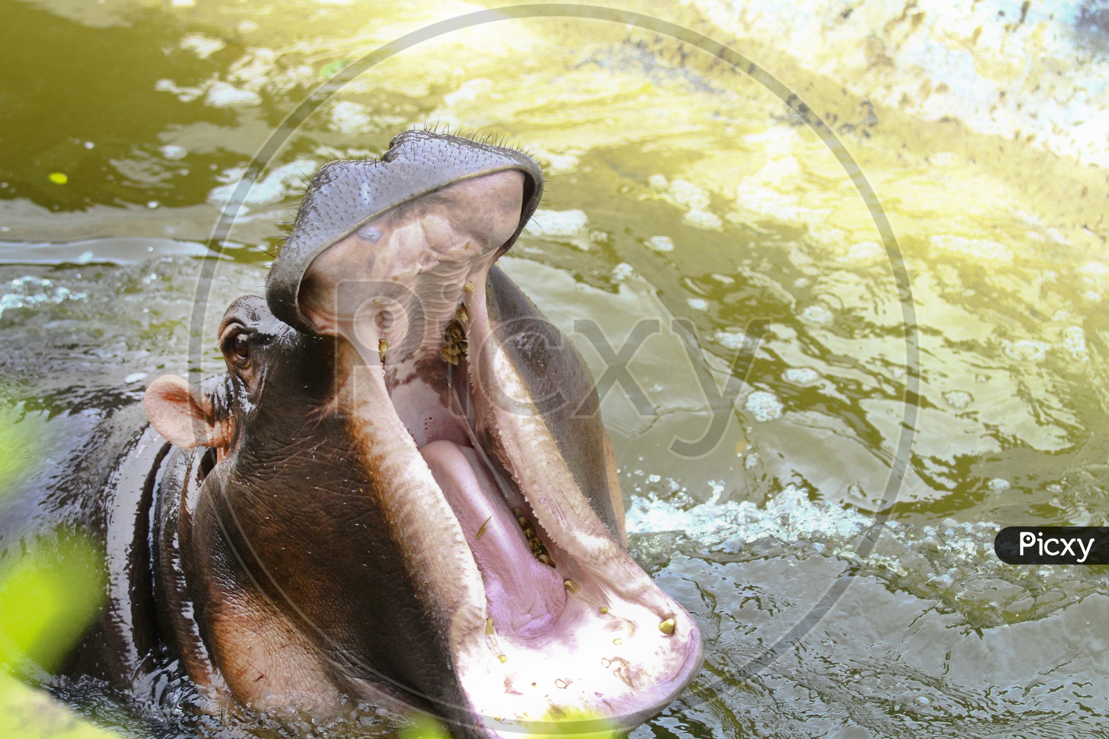 Yawn Hippo