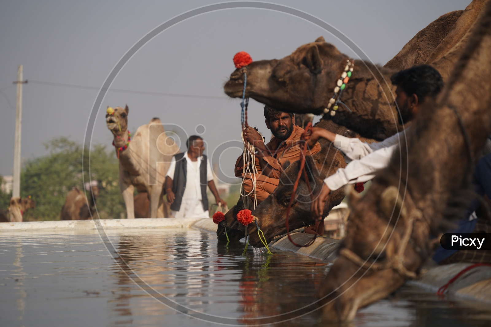Camels drinking water at Pushkar Camel Fair