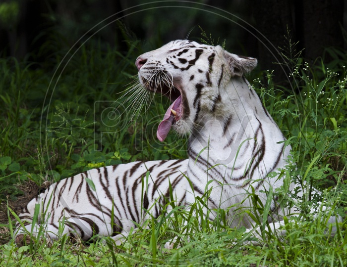 Yawn White Tiger