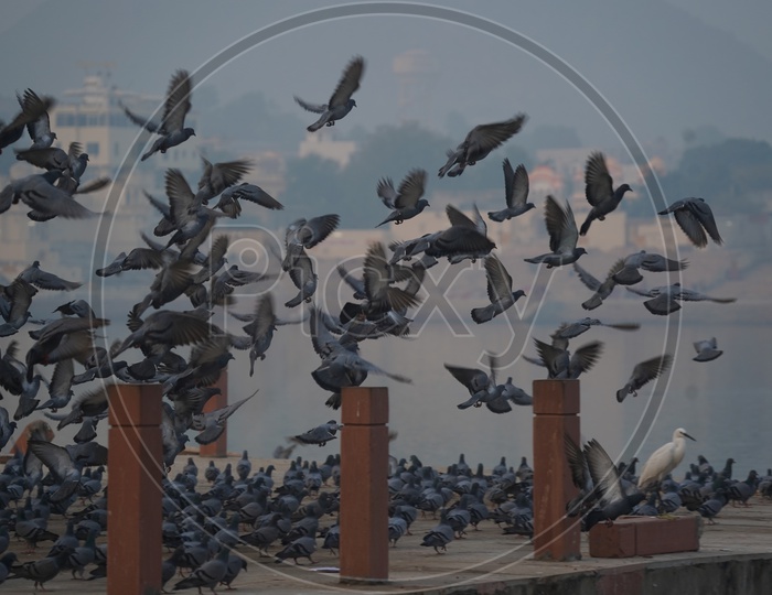 Pigeons at Pushkar