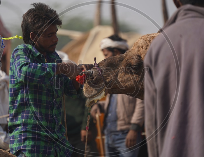 Cameles / Camelestrians  Piercing the Camel Nose in Pushkar Camel Fair