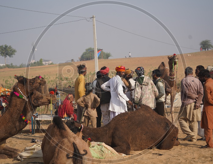 Cameles / Camalestrians  With their Camels in Pushkar Camel Fair