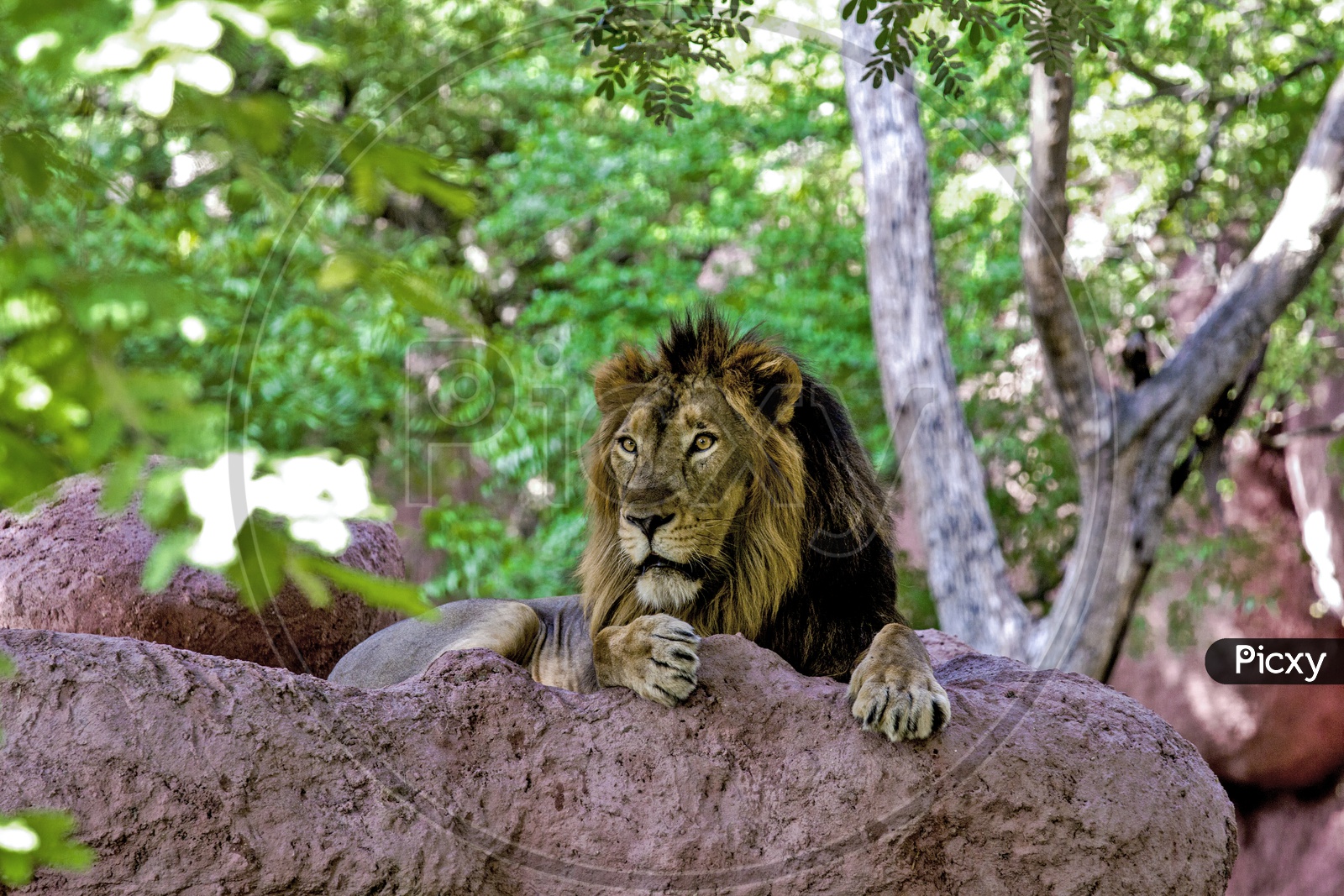 Shocked Lion