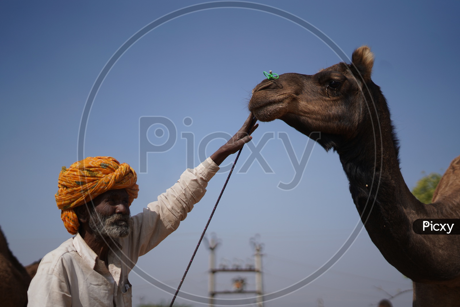 Camel rider standing near a camel and touching the camel with left hand at Pushkar Camel Fair
