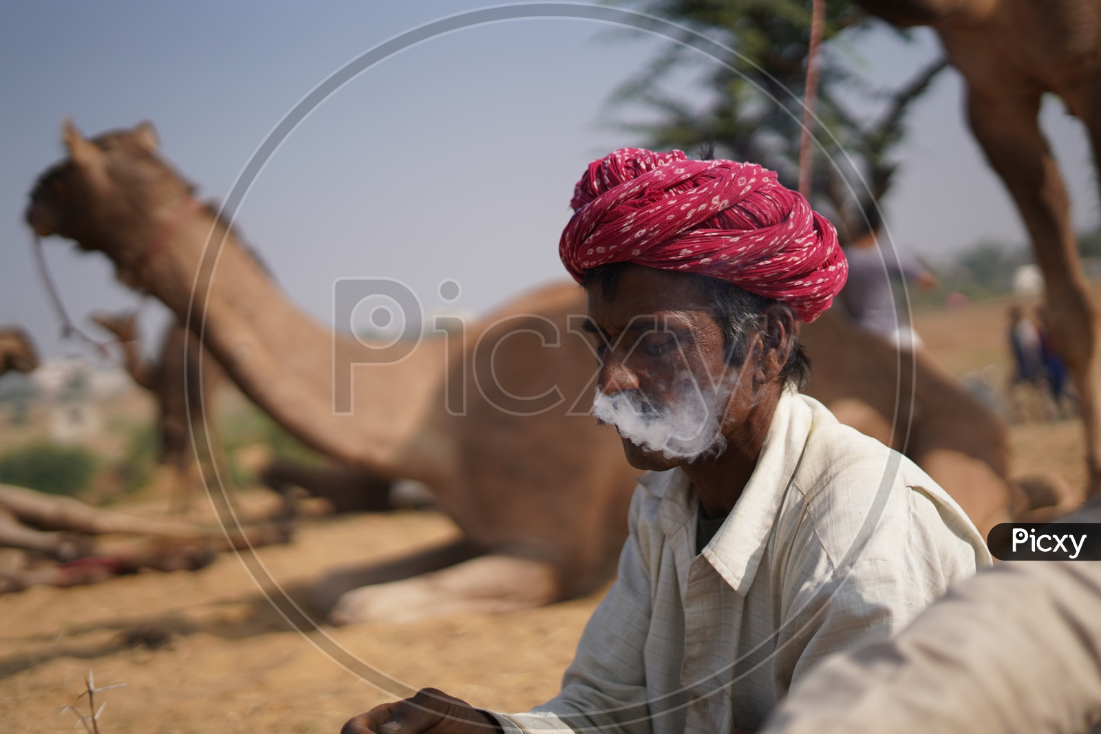 An Old Man Smoking Marijuana / Ganja  in Pushkar Camel Fair