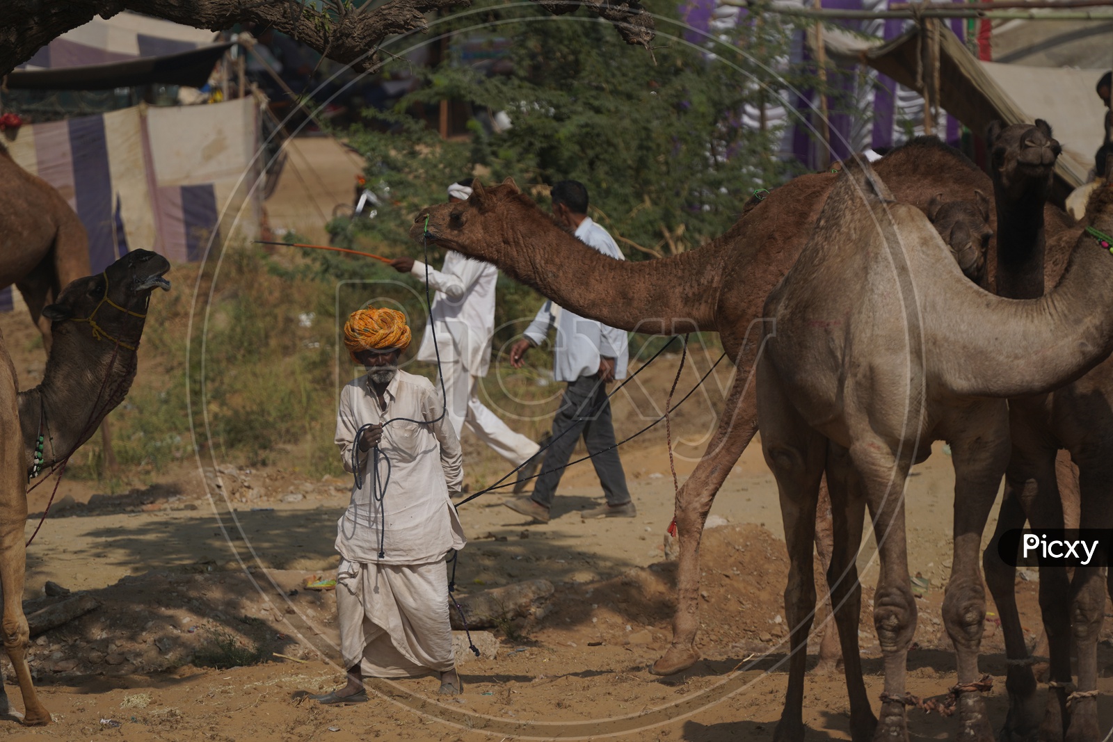 An Old Man With  His Camel  in Pushkar Camel fair