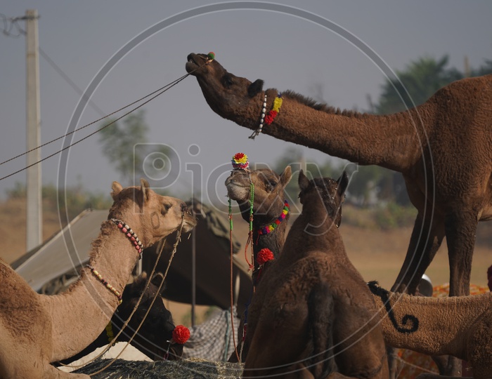 Camels at Pushkar Camel Fair