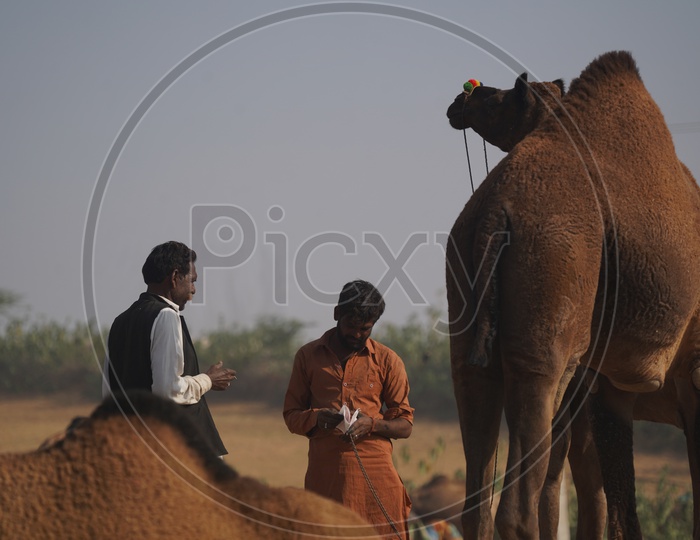 Camels and Camel riders at Pushkar Camel Fair