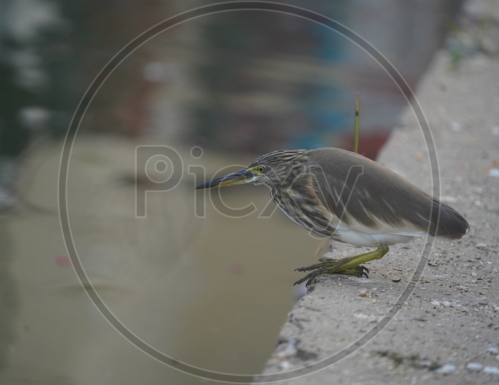 A Willow Warbler Sitting on a River bank in Pushkar