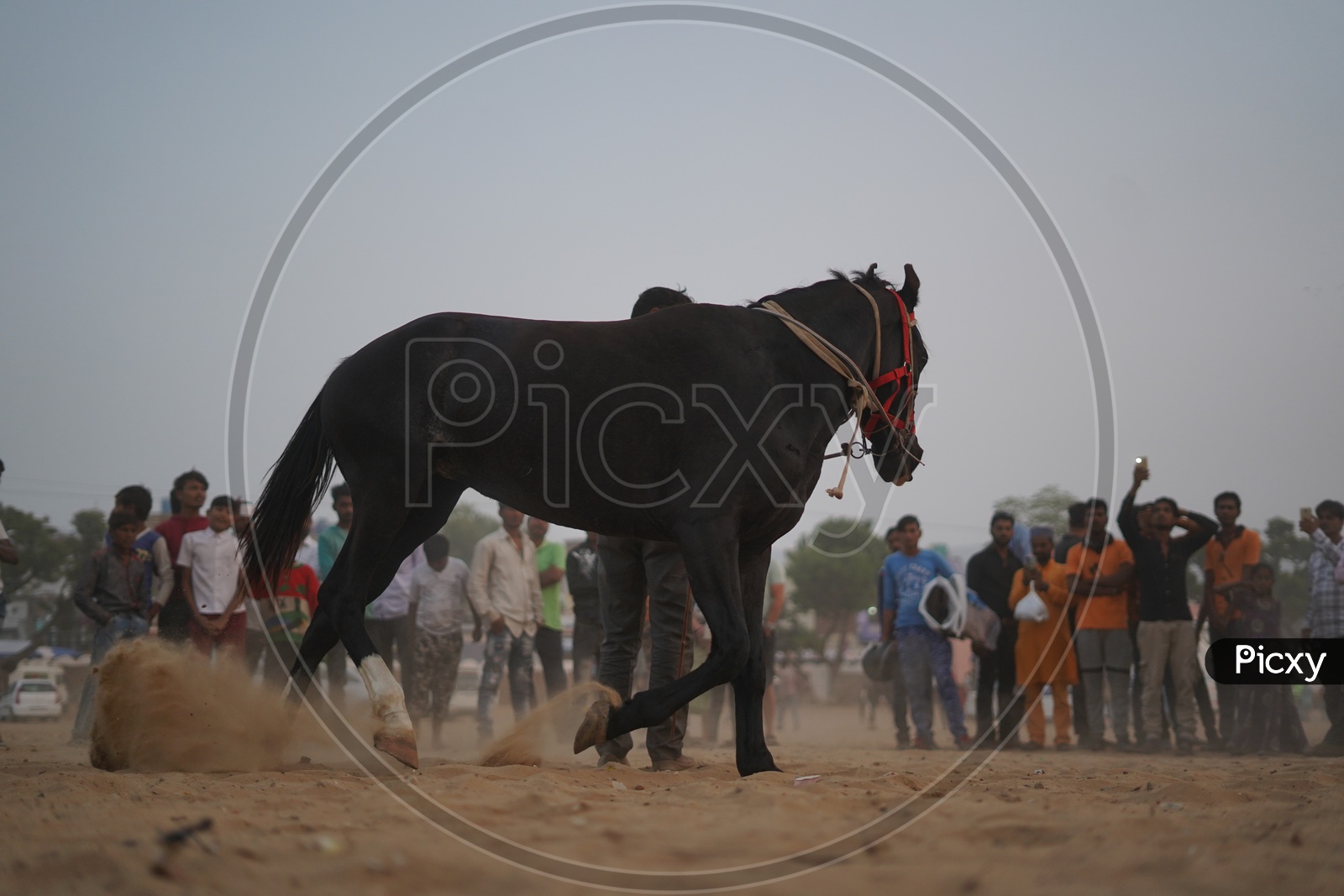 Man Controlling Horse at Pushkar Camel Fair, 2018